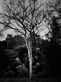 Bare trees against sky