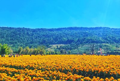 Scenic view of yellow flowers growing on field against blue sky
