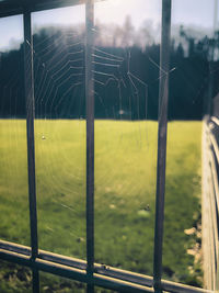 Close-up of yellow spider web on field