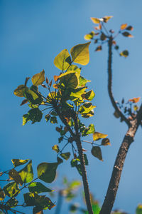 Low angle view of tree against blue sky