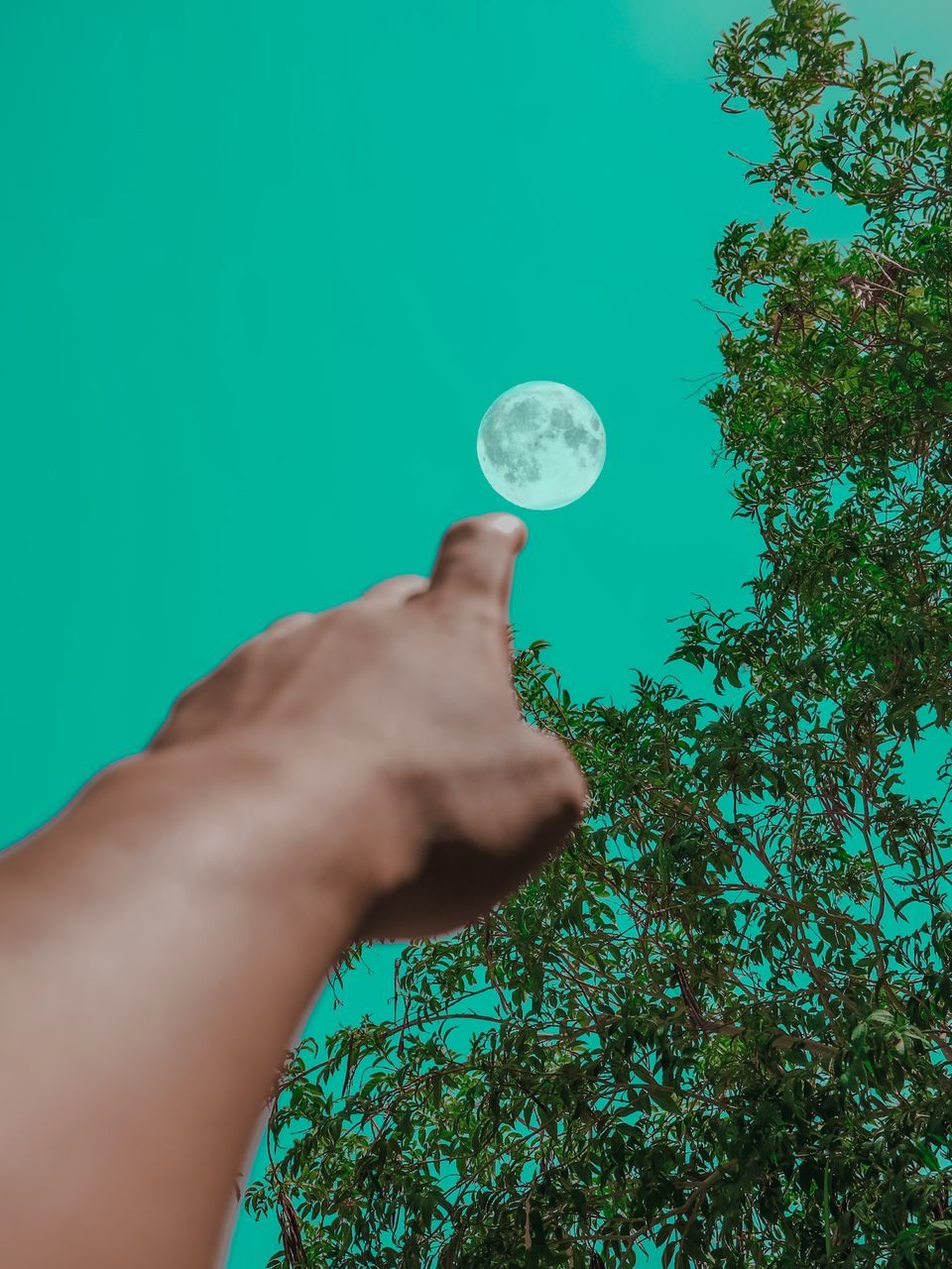 green, hand, one person, holding, tree, plant, blue, finance, coin, leaf, nature, adult, currency, business, growth, sky, colored background