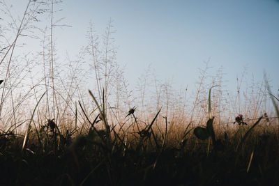 Plants growing on field against sky