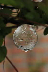 Close-up of water drop on plant