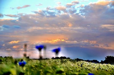 Purple flowering plants on field against sky during sunset