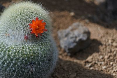 Close-up of flower