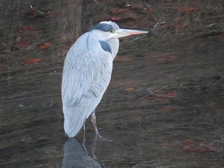 VIEW OF A BIRD ON ROCK