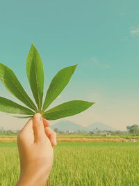 Cropped image of person holding plant in field