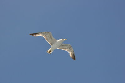 Low angle view of seagull flying