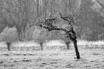 Bare tree on field during winter