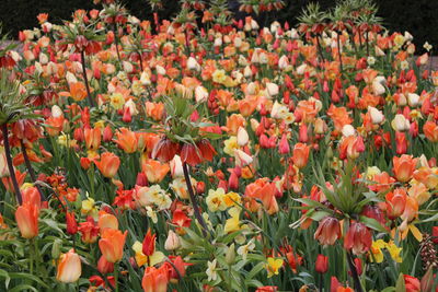 Close-up of orange tulips