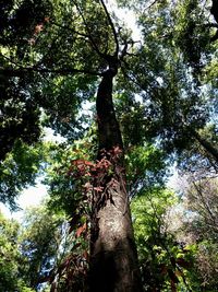 Low angle view of trees in forest against sky