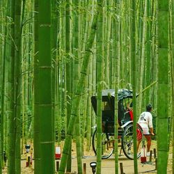 People working on bamboo tree