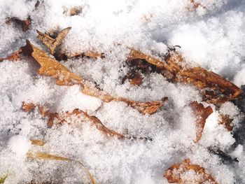 High angle view of ice cream