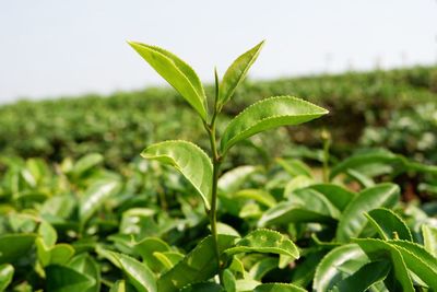 Close-up of plant leaves on field