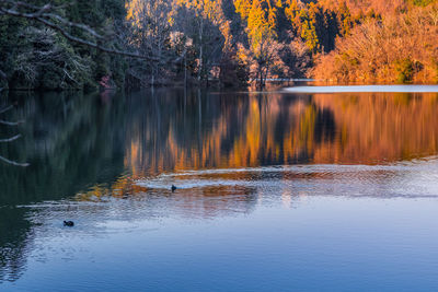 Scenic view of lake in forest during autumn