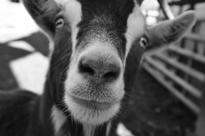 Close-up portrait of goat