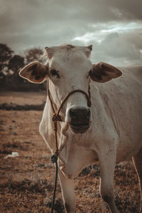 Portrait of cow standing on field