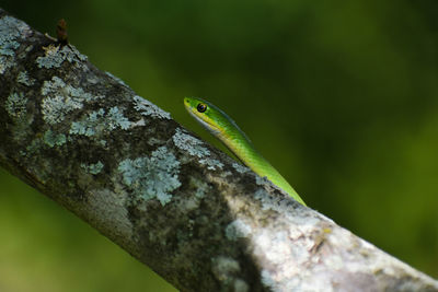 Close-up of green snake on tree