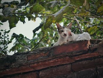 Low angle view of cat