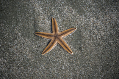 High angle view of starfishon floor