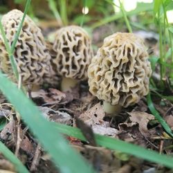 Close-up of mushrooms growing on field