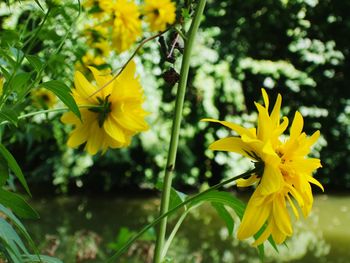 Close-up of yellow flower