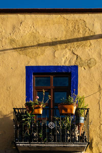 Potted plants on window sill