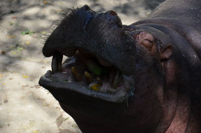 High angle view of turtle in zoo