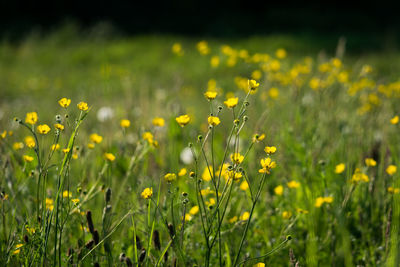 Yellow flowers blooming in field