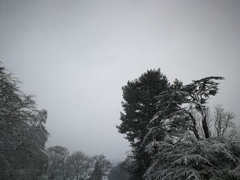 Low angle view of tree against sky