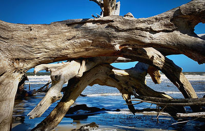 Driftwood on tree trunk by sea against clear blue sky