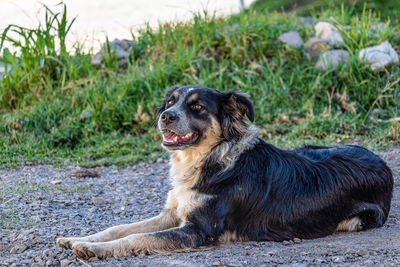 Dog sitting on field