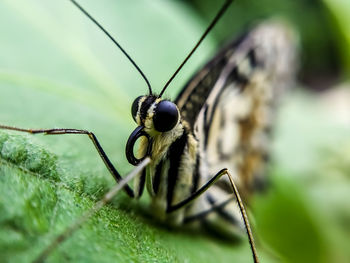 Close-up of insect