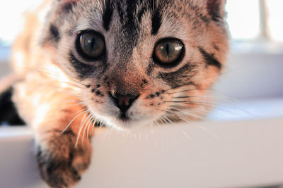 Close-up portrait of a cat