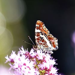 Close-up of butterfly on flower