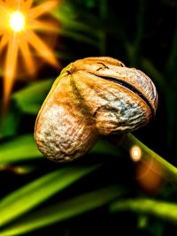 Close-up of snail on plant