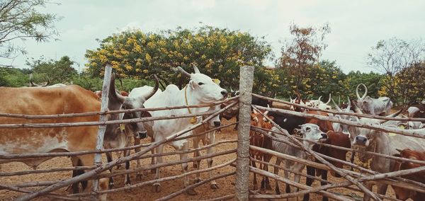 Cows in ranch against sky