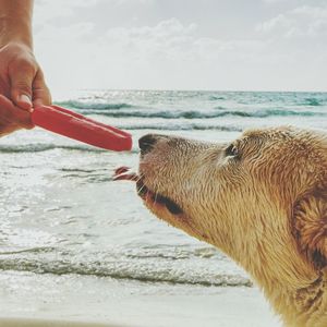 Cropped image of man feeding popsicle to dog at beach