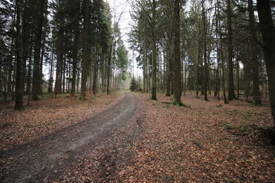 Road amidst trees in forest