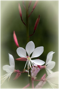 Close-up of white flowering plant