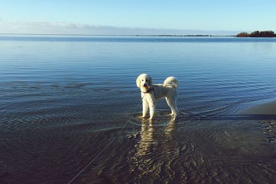 Dog standing by sea against sky