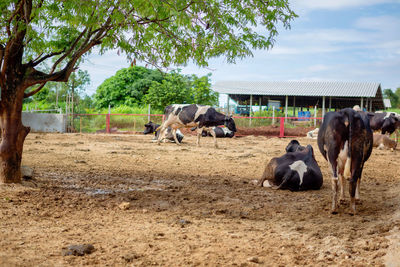 Horses in a field