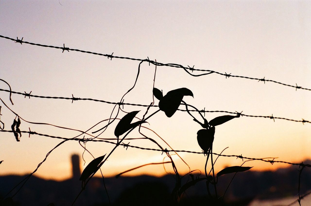 bird, silhouette, barbed wire, animal themes, fence, perching, branch, sunset, clear sky, animals in the wild, wildlife, protection, nature, focus on foreground, safety, chainlink fence, sky, low angle view, tree, outdoors