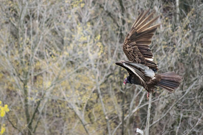 Close-up of eagle flying against bare trees