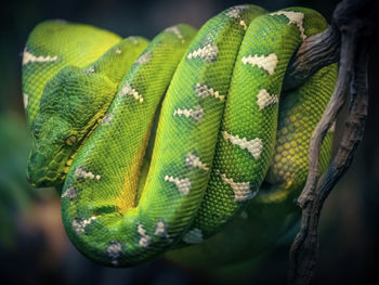 Close-up of green snake on branch