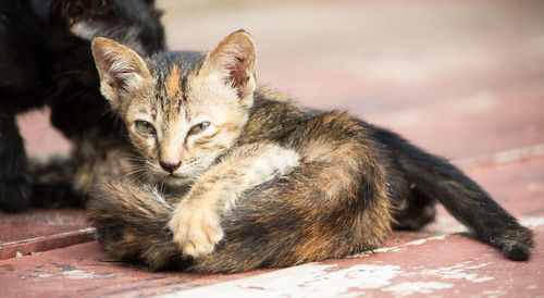 Close-up portrait of cat sitting outdoors