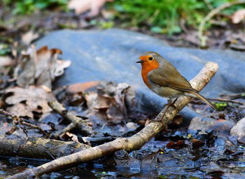 Robin looking for food