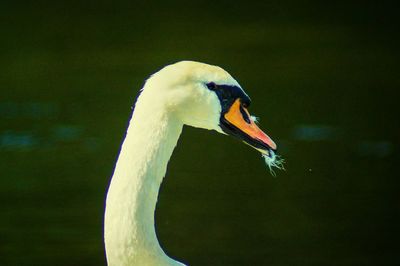Close-up of white bird