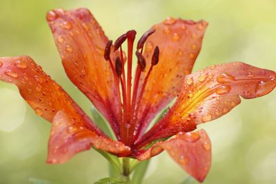 Close-up of pink flower blooming in garden