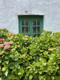 Plants growing by building